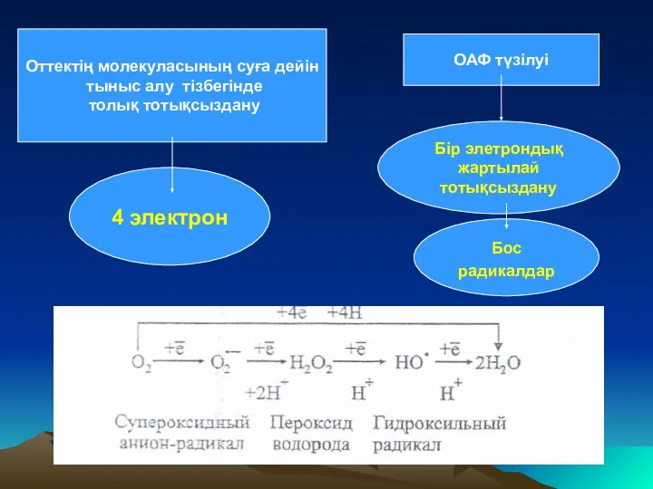 Оттектің молекуласының суға дейін тыныс алу тізбегінде толық тотықсыздану 4 электрон