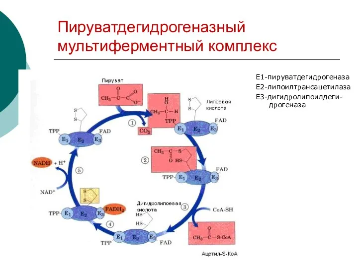 Пируватдегидрогеназный мультиферментный комплекс Е1-пируватдегидрогеназа Е2-липоилтрансацетилаза Е3-дигидролипоилдеги-дрогеназа