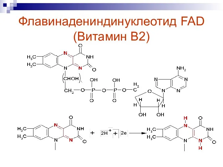 Флавинадениндинуклеотид FAD (Витамин В2)