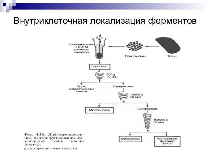 Внутриклеточная локализация ферментов