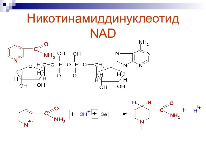 Никотинамиддинуклеотид NAD