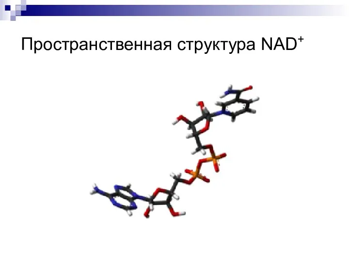 Пространственная структура NAD+