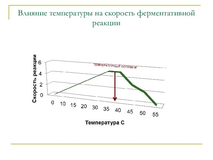 Влияние температуры на скорость ферментативной реакции ТЕМПЕРАТУРНЫЙ ОПТИМУМ