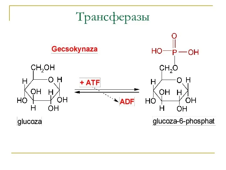 Трансферазы