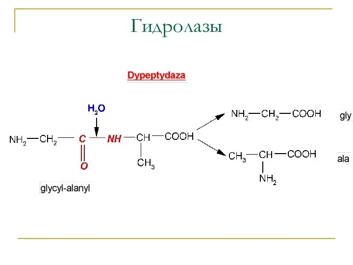 Гидролазы