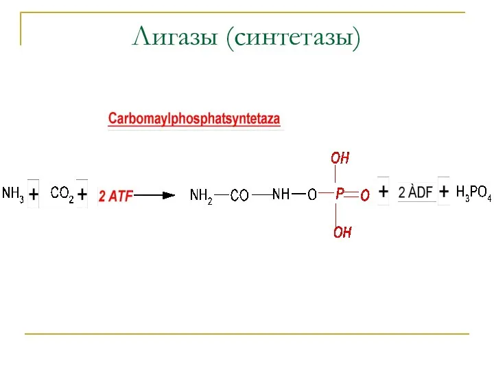 Лигазы (синтетазы)