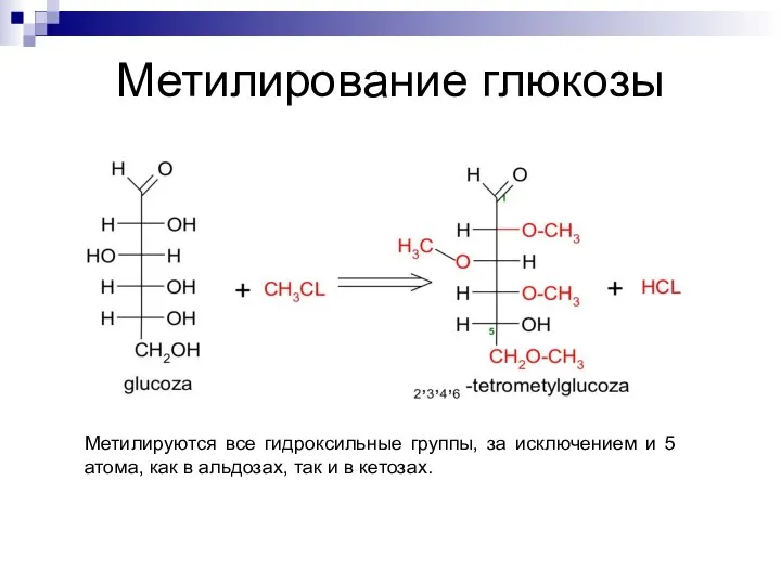 Метилирование глюкозы Метилируются все гидроксильные группы, за исключением и 5 атома,