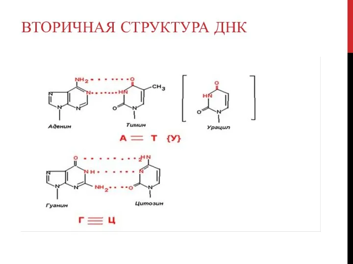 ВТОРИЧНАЯ СТРУКТУРА ДНК