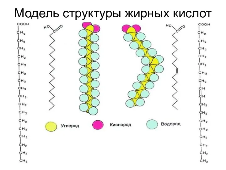 Модель структуры жирных кислот