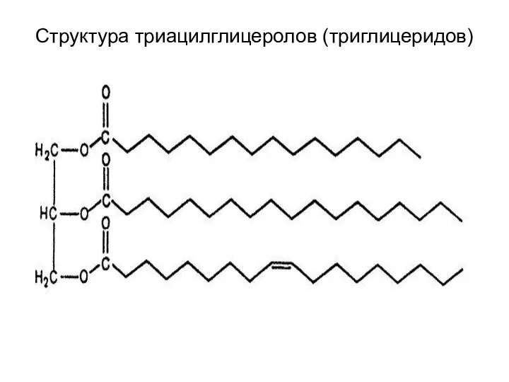 Структура триацилглицеролов (триглицеридов)