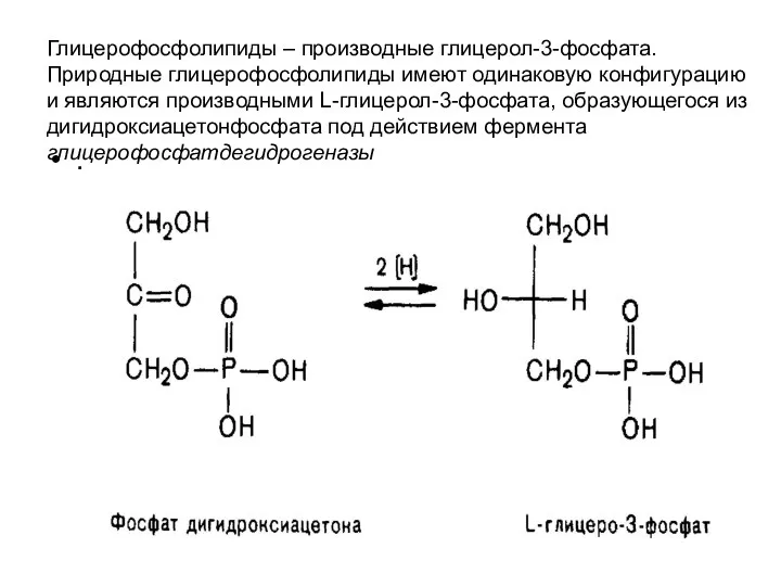 Глицерофосфолипиды – производные глицерол-3-фосфата. Природные глицерофосфолипиды имеют одинаковую конфигурацию и являются