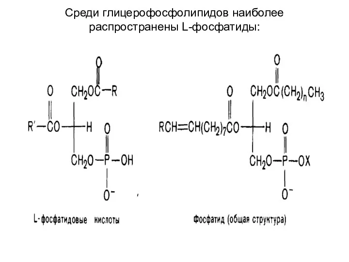 Среди глицерофосфолипидов наиболее распространены L-фосфатиды: