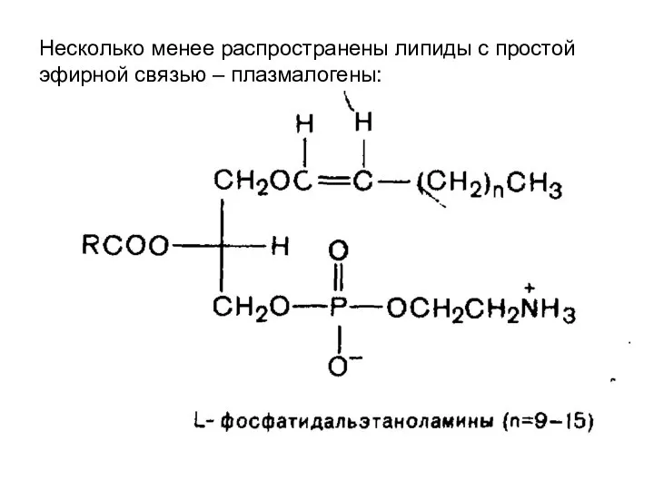 Несколько менее распространены липиды с простой эфирной связью – плазмалогены: