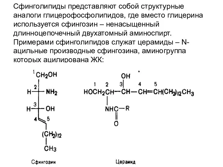 Сфинголипиды представляют собой структурные аналоги глицерофосфолипидов, где вместо глицерина используется сфингозин