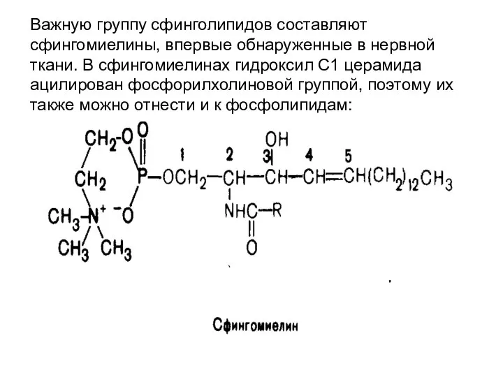 Важную группу сфинголипидов составляют сфингомиелины, впервые обнаруженные в нервной ткани. В