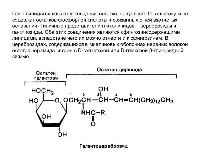 Гликолипиды включают углеводные остатки, чаще всего D-галактозу, и не содержат остатков