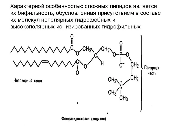 Характерной особенностью сложных липидов является их бифильность, обусловленная присутствием в составе