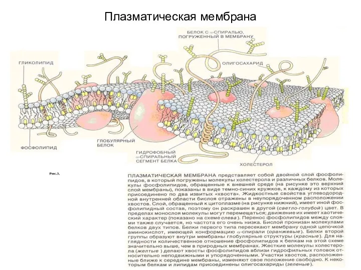 Плазматическая мембрана