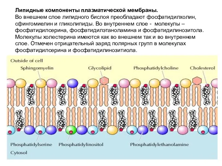 Липидные компоненты плазматической мембраны. Во внешнем слое липидного бислоя преобладают фосфатидилхолин,