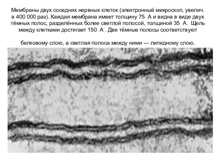 Мембраны двух соседних нервных клеток (электронный микроскоп, увелич. в 400 000