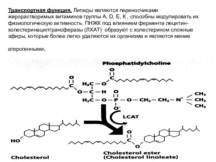 Транспортная функция. Липиды являются переносчиками жирорастворимых витаминов группы А, D, Е,