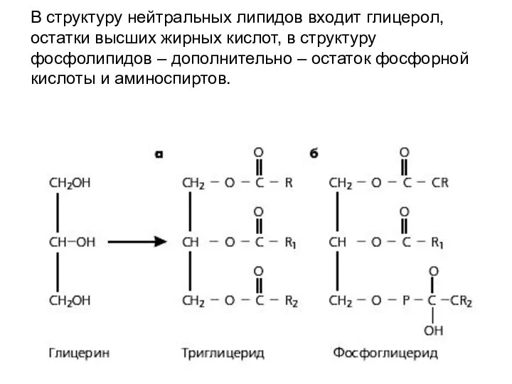 В структуру нейтральных липидов входит глицерол, остатки высших жирных кислот, в