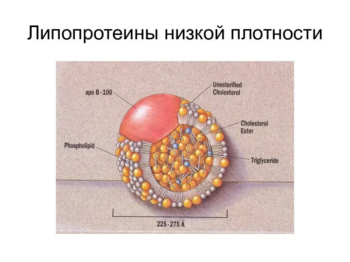 Липопротеины низкой плотности