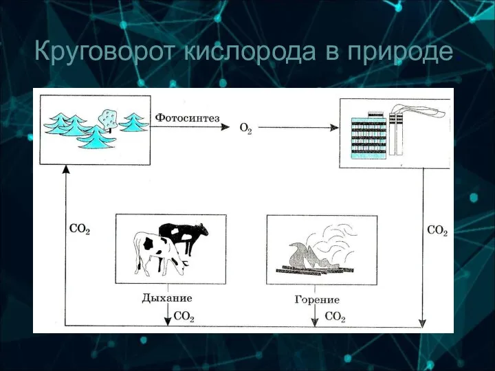 Круговорот кислорода в природе.