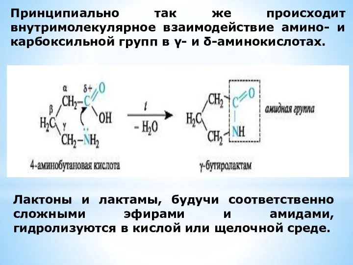 Принципиально так же происходит внутримолекулярное взаимодействие амино- и карбоксильной групп в