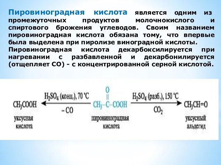 Пировиноградная кислота является одним из промежуточных продуктов молочнокислого и спиртового брожения
