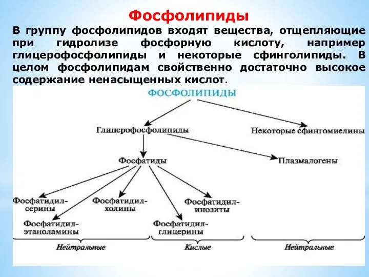 Фосфолипиды В группу фосфолипидов входят вещества, отщепляющие при гидролизе фосфорную кислоту,