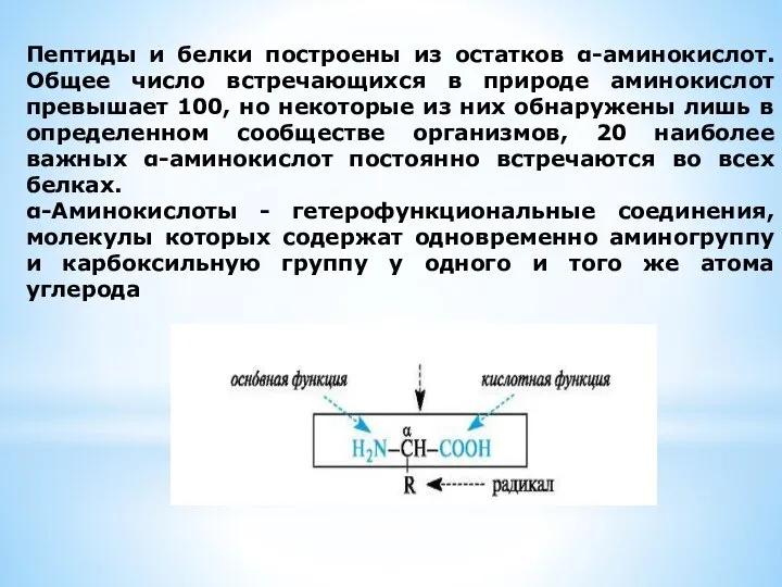 Пептиды и белки построены из остатков α-аминокислот. Общее число встречающихся в