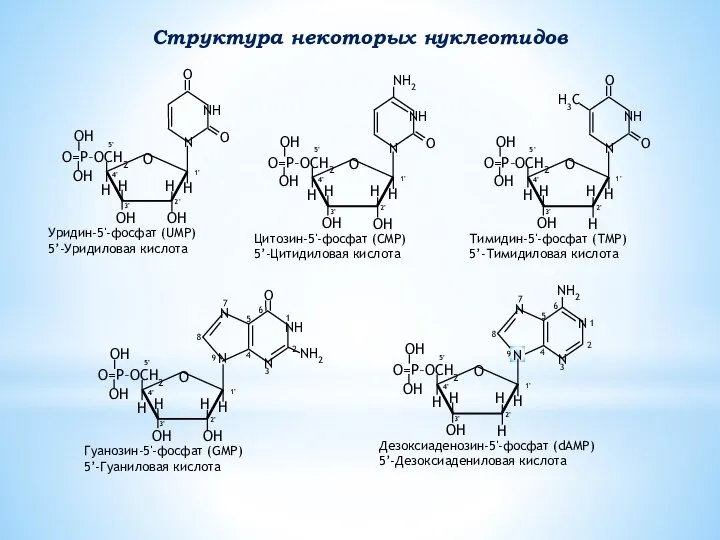 Структура некоторых нуклеотидов