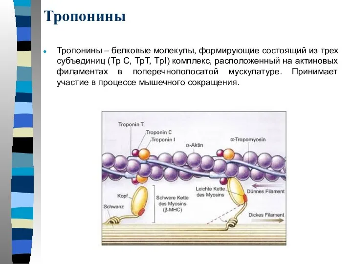 Тропонины Тропонины – белковые молекулы, формирующие состоящий из трех субъединиц (Tp