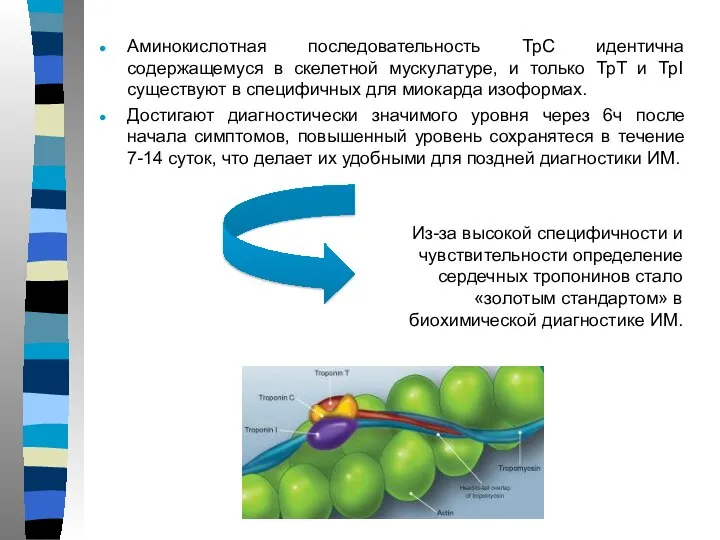 Аминокислотная последовательность ТрС идентична содержащемуся в скелетной мускулатуре, и только ТрТ