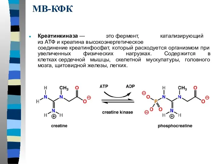 МВ-КФК Креатинкиназа — это фермент, катализирующий из АТФ и креатина высокоэнергетическое