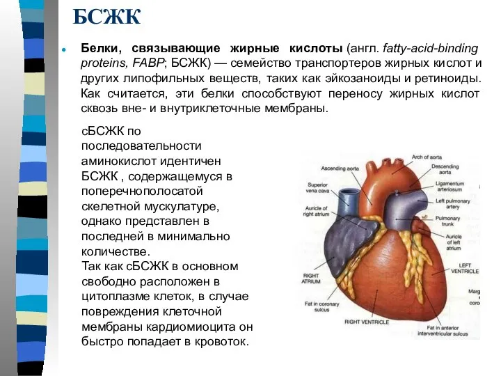 БСЖК Белки, связывающие жирные кислоты (англ. fatty-acid-binding proteins, FABP; БСЖК) —