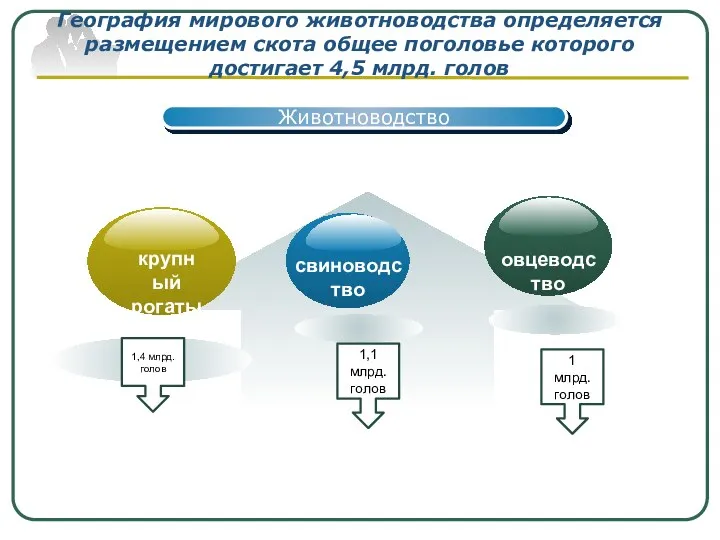 Животноводство География мирового животноводства определяется размещением скота общее поголовье которого достигает