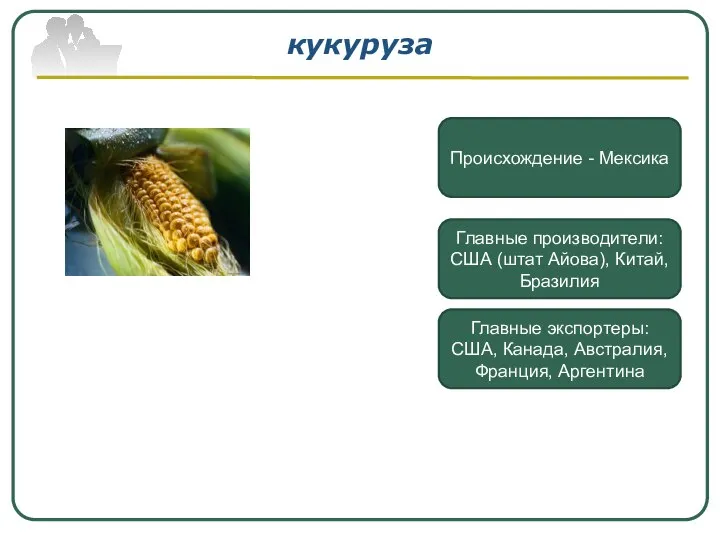 кукуруза Происхождение - Мексика Главные производители: США (штат Айова), Китай, Бразилия