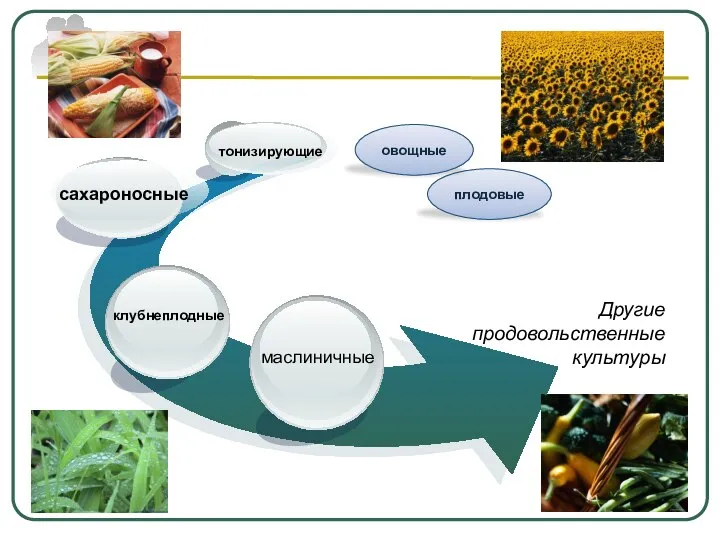 Другие продовольственные культуры маслиничные сахароносные тонизирующие плодовые овощные