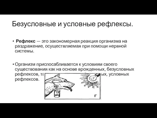 Безусловные и условные рефлексы. Рефлекс — это закономерная реакция организма на