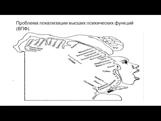 Проблема локализации высших психических функций (ВПФ).