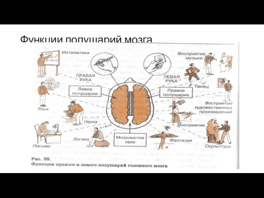 Функции полушарий мозга