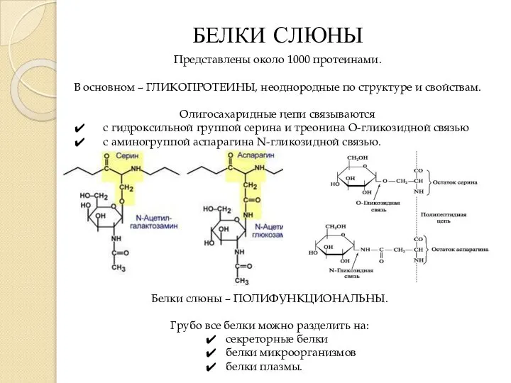 БЕЛКИ СЛЮНЫ Представлены около 1000 протеинами. В основном – ГЛИКОПРОТЕИНЫ, неоднородные