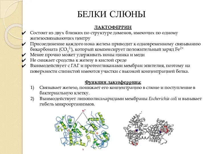 БЕЛКИ СЛЮНЫ ЛАКТОФЕРРИН Состоит из двух близких по структуре доменов, имеющих