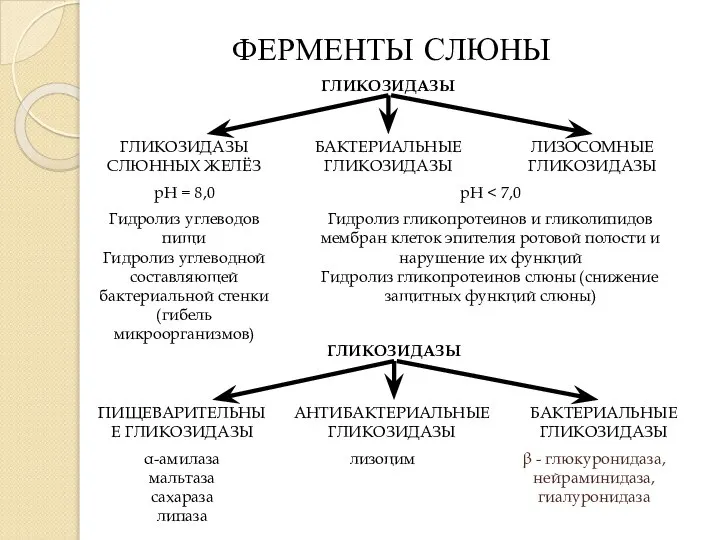 ФЕРМЕНТЫ СЛЮНЫ ГЛИКОЗИДАЗЫ