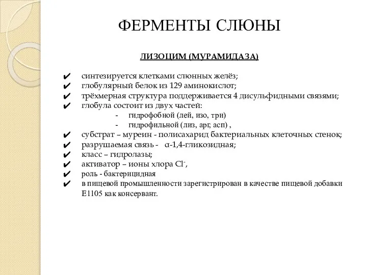 ФЕРМЕНТЫ СЛЮНЫ ЛИЗОЦИМ (МУРАМИДАЗА) синтезируется клетками слюнных желёз; глобулярный белок из