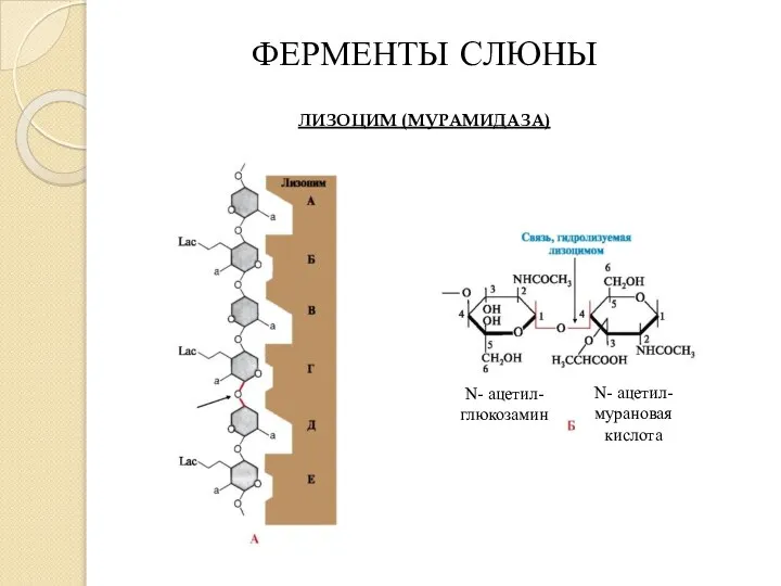 ФЕРМЕНТЫ СЛЮНЫ ЛИЗОЦИМ (МУРАМИДАЗА) N- ацетил-глюкозамин N- ацетил-мурановая кислота