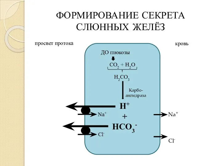 ФОРМИРОВАНИЕ СЕКРЕТА СЛЮННЫХ ЖЕЛЁЗ просвет протока кровь Na+ Cl- Na+ Cl-