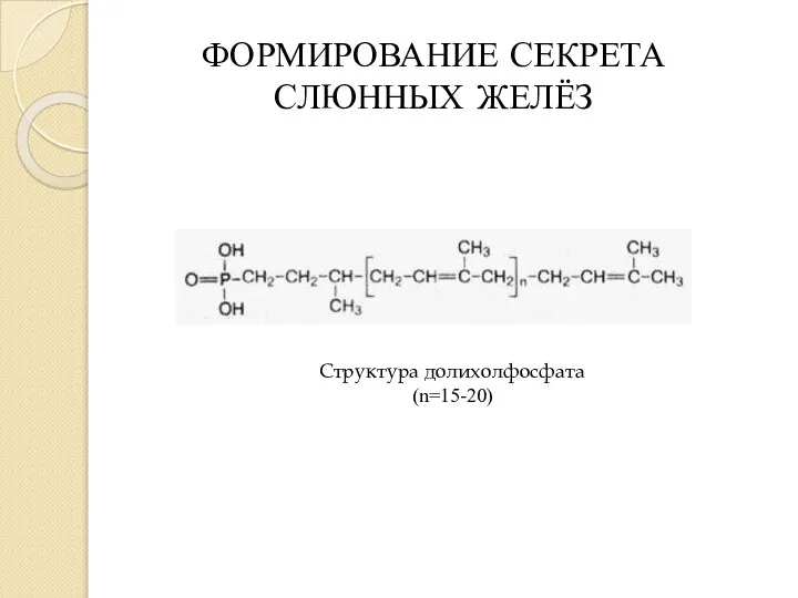 ФОРМИРОВАНИЕ СЕКРЕТА СЛЮННЫХ ЖЕЛЁЗ Структура долихолфосфата (n=15-20)